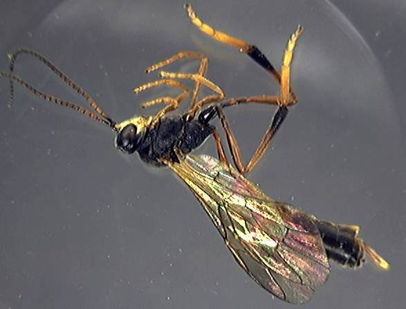 Ichneumonidae 27